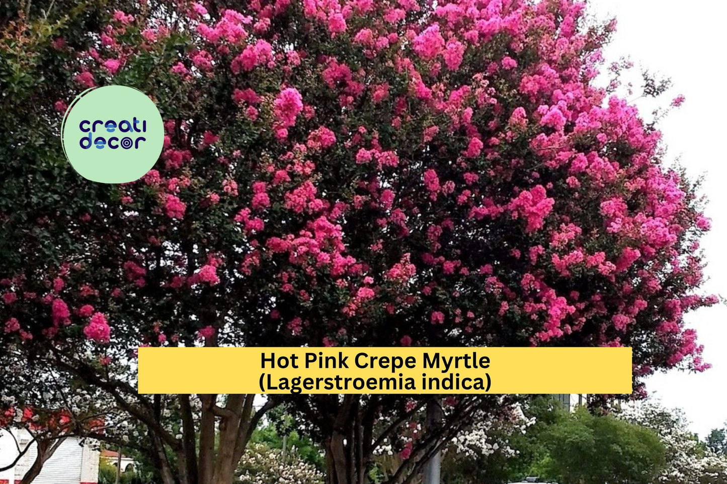 Hot Pink Crepe Myrtle | Lagerstroemia indica | 2 Live Rooted Plants | Flowering Ornamental Shrub