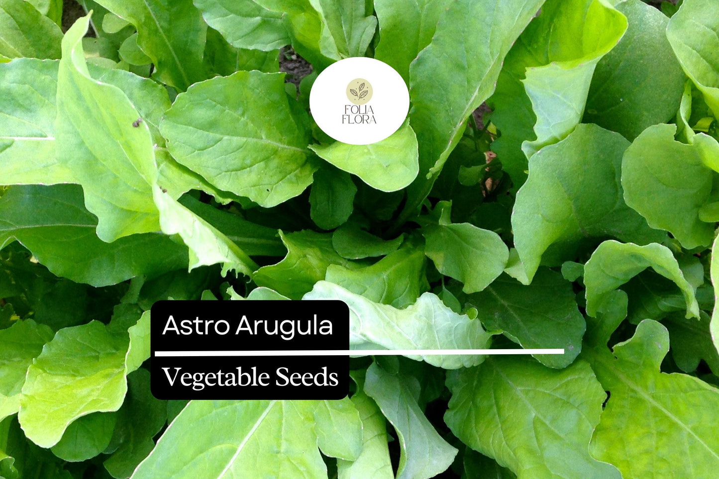 300 Seeds Astro Arugula, Fast-Growing Salad Green, Mild Flavor, Organic