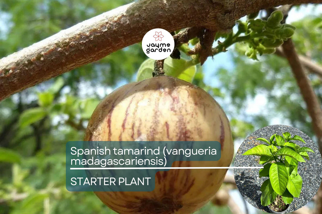 Spanish Tamarind (Vangueria madagascariensis) – Live Tropical Fruit Tree, 12”-24”, Ornamental and Fruiting, Exotic and Irresistible