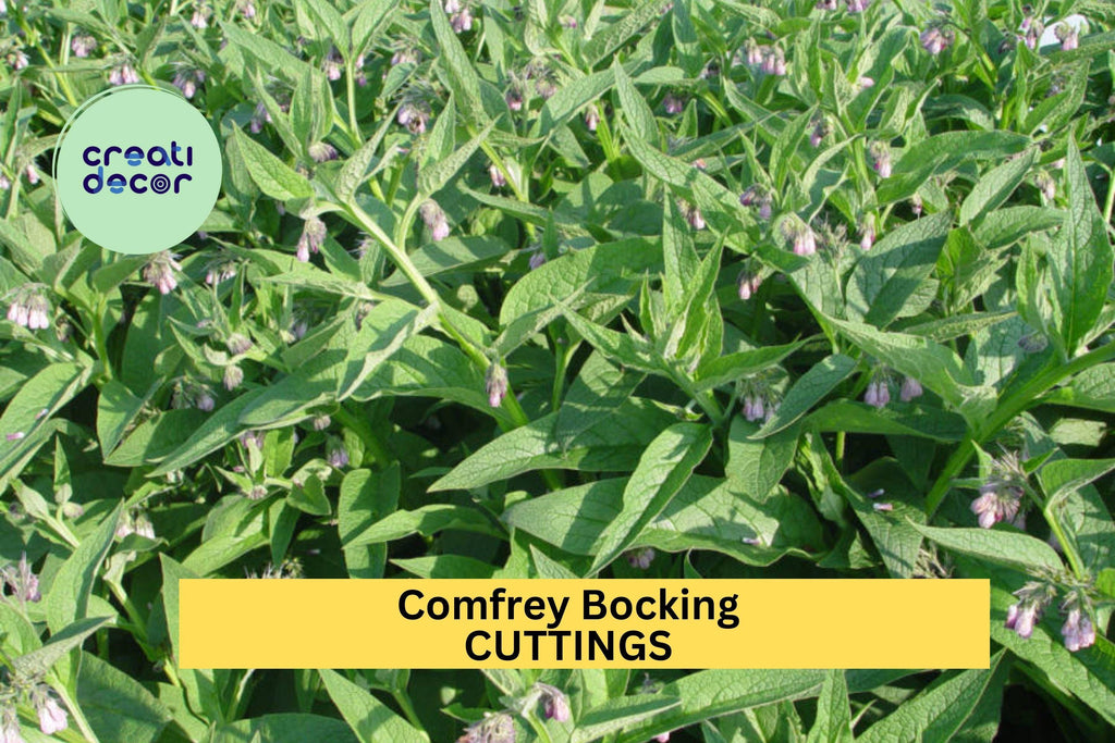 10x Comfrey Bocking 14 Root Cuttings – Non-Seeded Variety for Soil Building, Compost, & Pollinator Gardens – USA