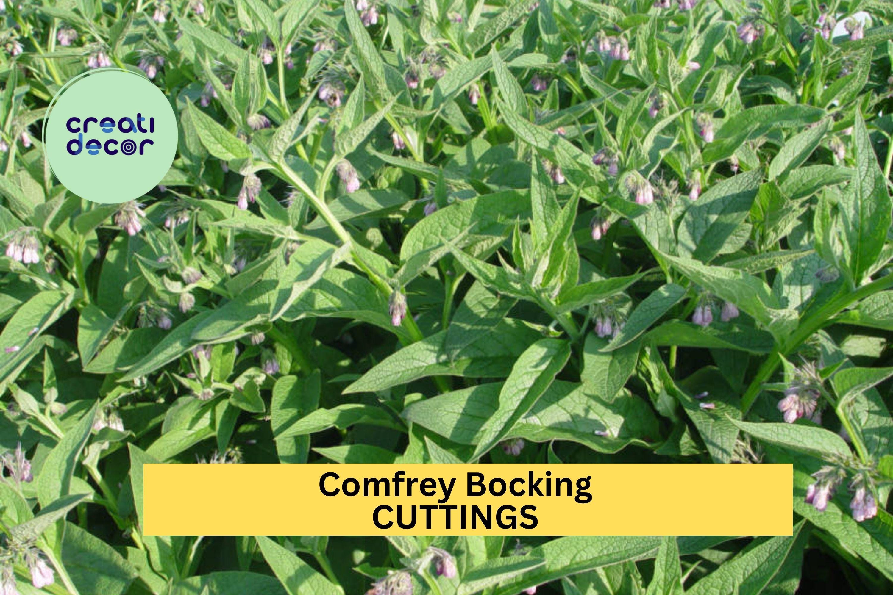 10x Comfrey Bocking 14 Root Cuttings – Non-Seeded Variety for Soil Building, Compost, & Pollinator Gardens – USA
