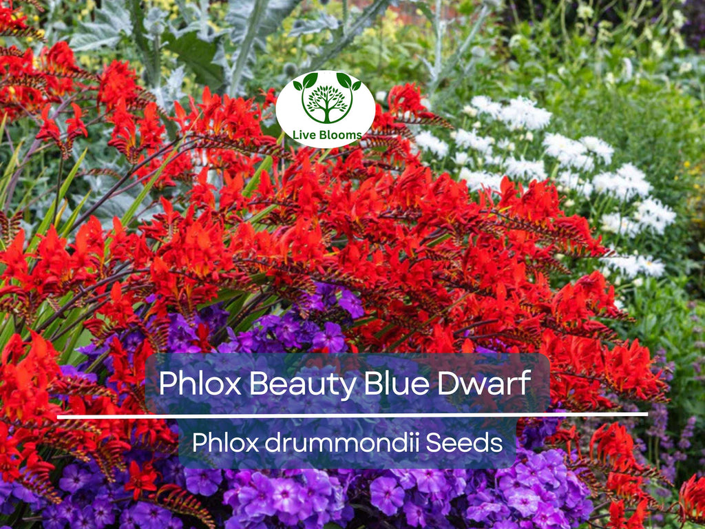 100 Phlox Beauty Blue Dwarf Seeds, Rare Blue Blooms, Pollinator Attractor, Non-GMO, Compact Perennial for Garden, Blue Phlox Flowers