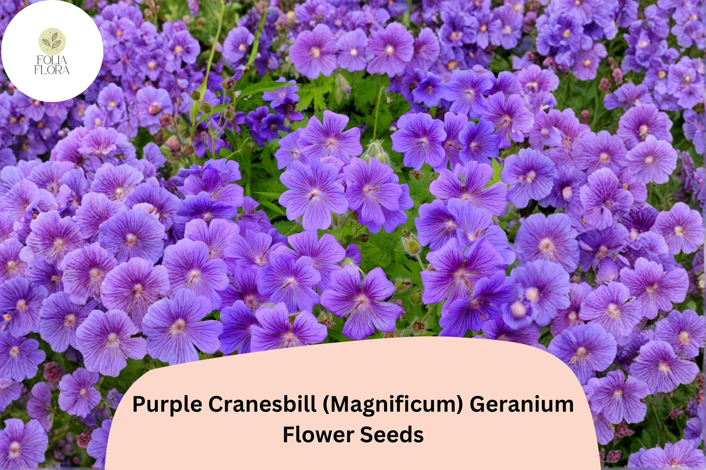 25+ Purple Cranesbill (Magnificum) Geranium Seeds | Hardy Perennial | Purple Blooms for Garden Borders & Rock Gardens