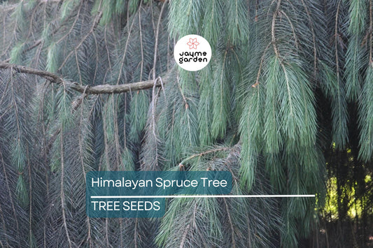 10 Himalayan Spruce Tree Seeds (Picea smithiana) - Weeping Evergreen, Bonsai, 100 Ft Mature Height