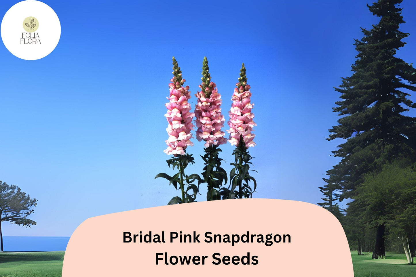 Bridal Pink Snapdragon Seeds (Antirrhinum majus) | 1000+ Seeds | Soft Pink Blooms for Gardens & Borders