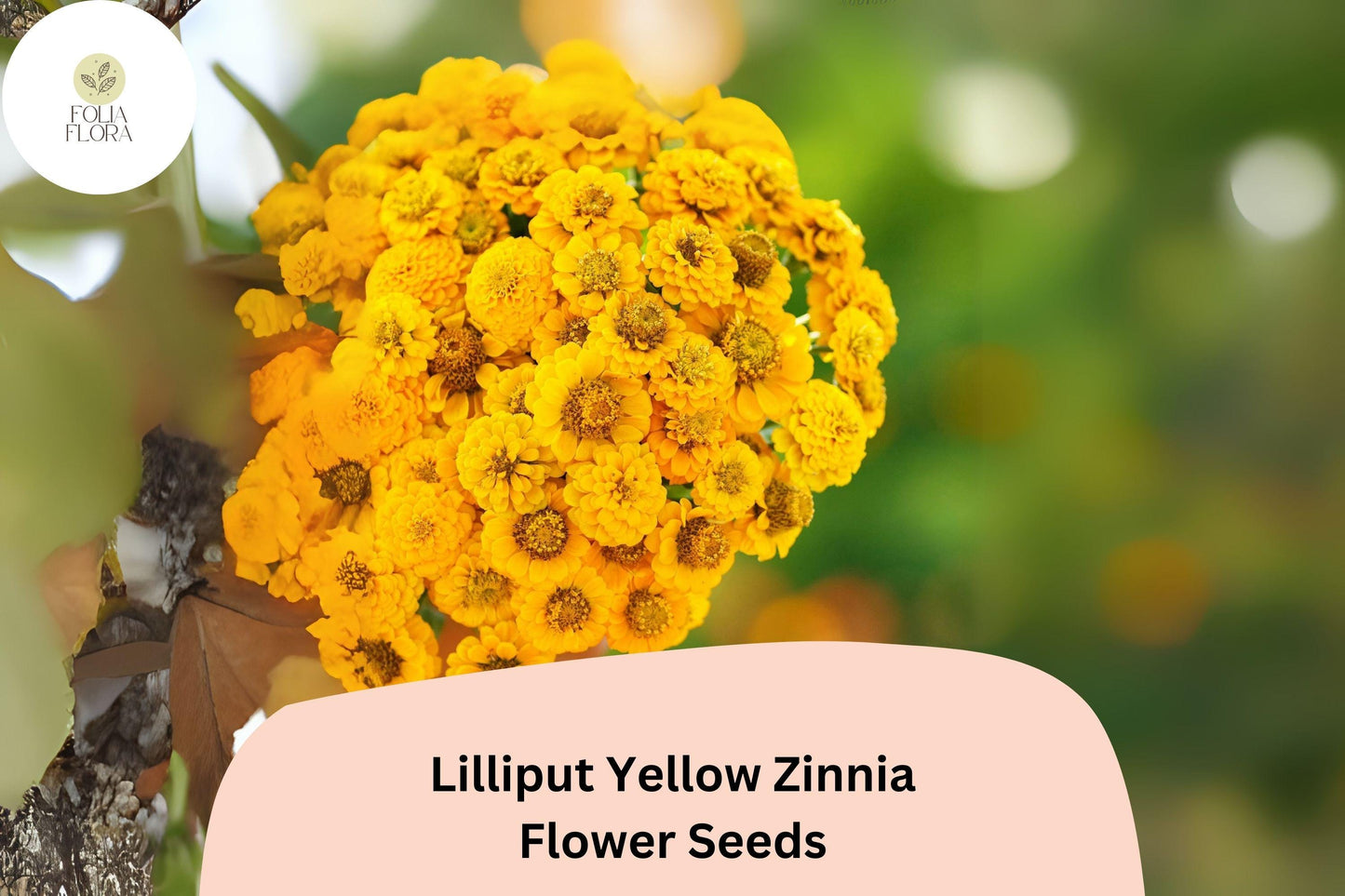100+ Lilliput Yellow Zinnia Seeds – Charming Small Double Blooms for Borders & Garden Beds