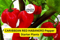 3 Caribbean Red Habanero Starter Plants - Super Hot Pepper - High Yield Chili for Spicy Recipes, Gardens & Container Growing