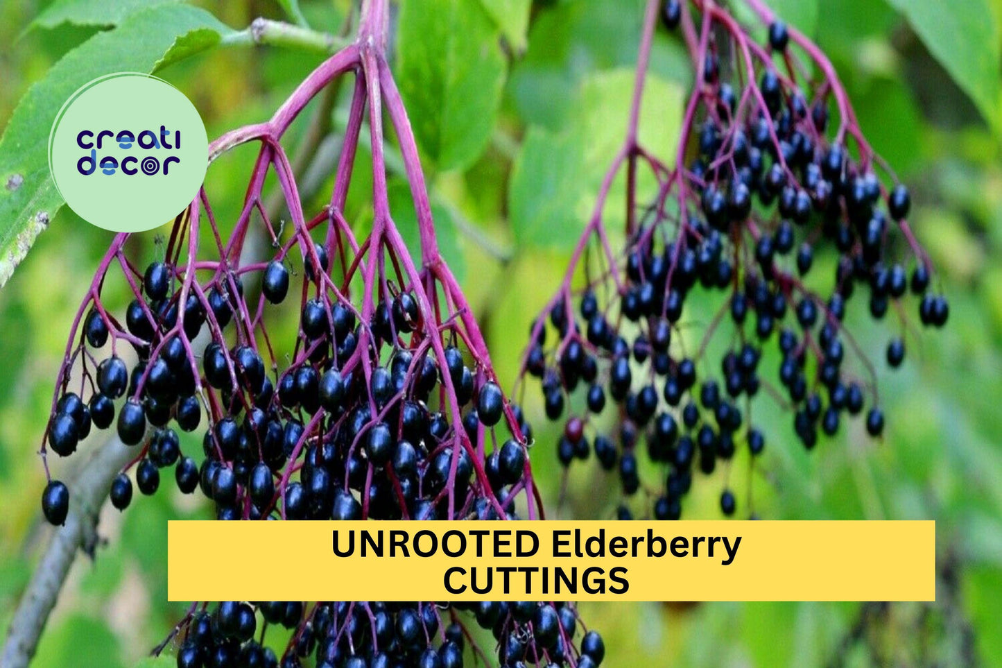 10 Unrooted Elderberry Cuttings – Sambucus canadensis Bush for Garden, Hedge, or Wildlife Planting – Easy Propagation – USA