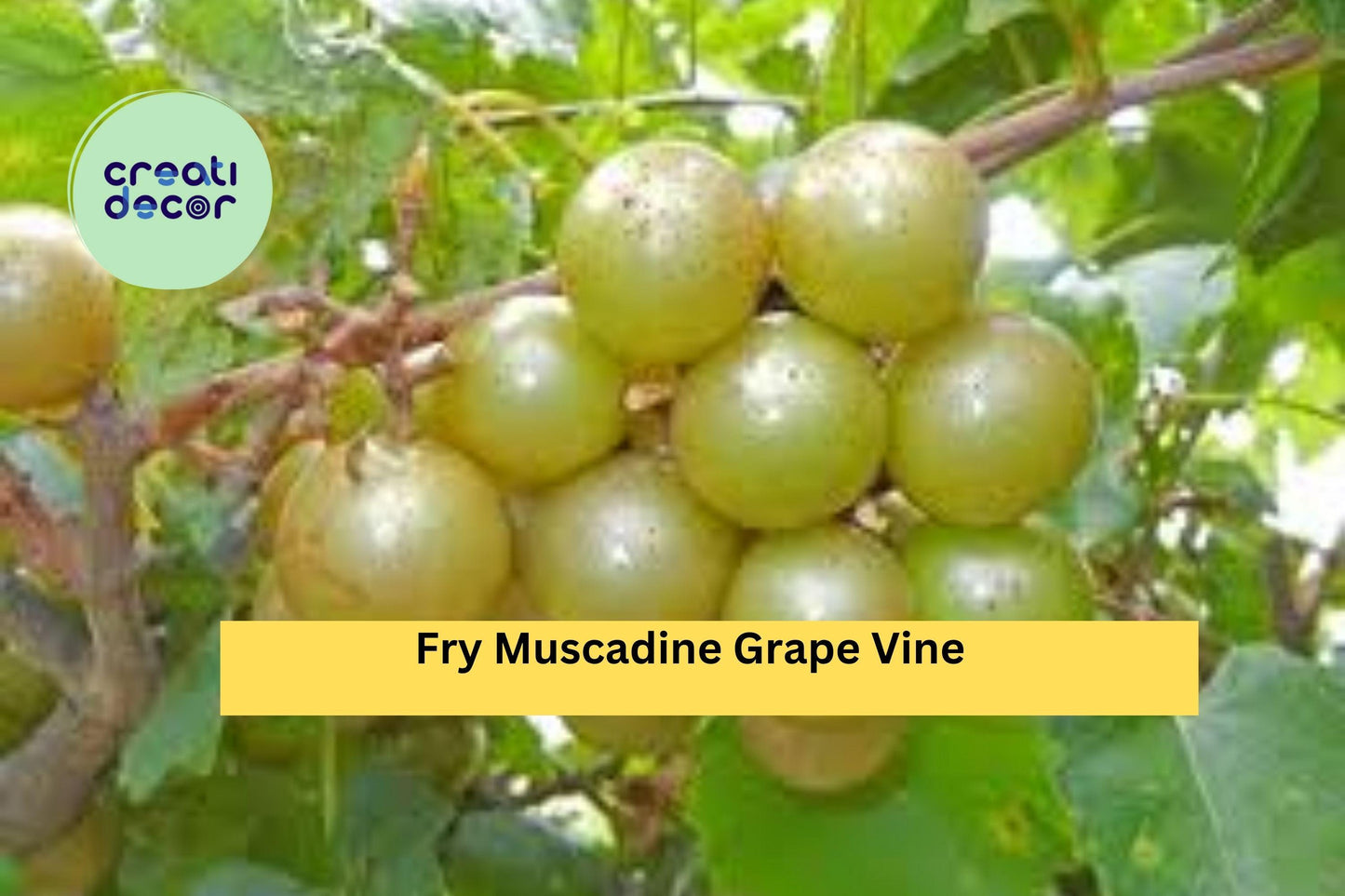 Fry Muscadine Grape Vine | 1 Live Bare Root Plant | Vitis rotundifolia ‘Fry’ | Hardy Fruit Vine for Outdoor Garden