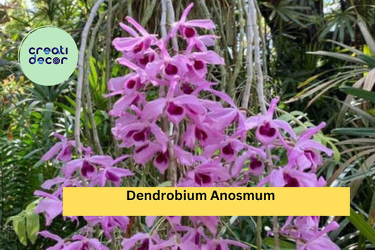 Dendrobium anosmum Orchid | Live Plant Division | Tropical Purple Hono-Hono Orchid for Indoor or Outdoor Growing