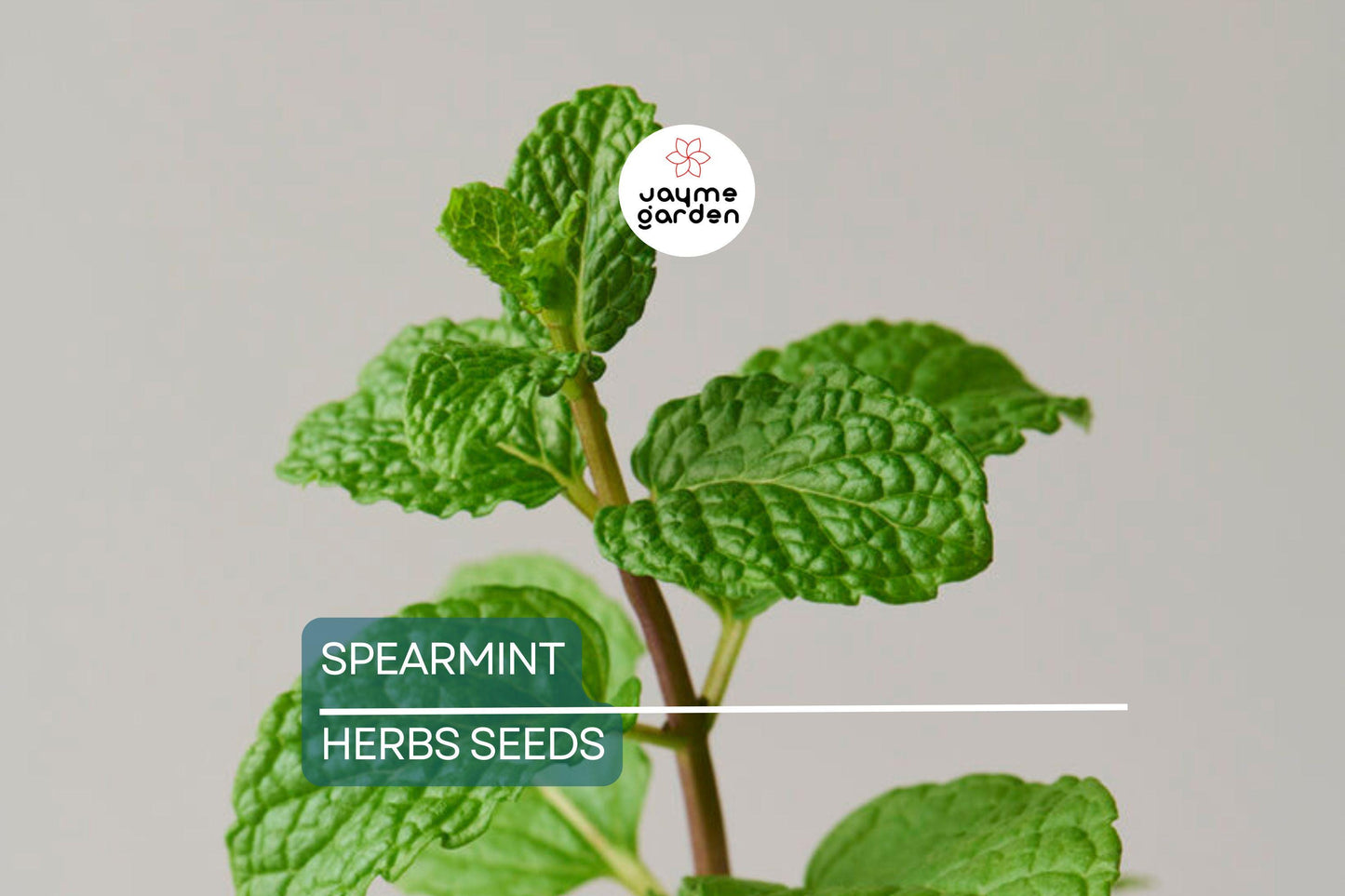 2500 Spearmint Seeds | Mentha spicata | Non-GMO Herb for Tea, Culinary & Medicinal Use