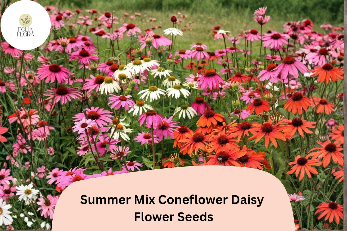 200+ Summer Mix Coneflower Daisy Seeds | Echinacea purpurea | Colorful Summer Garden Flowers | Easy to Grow