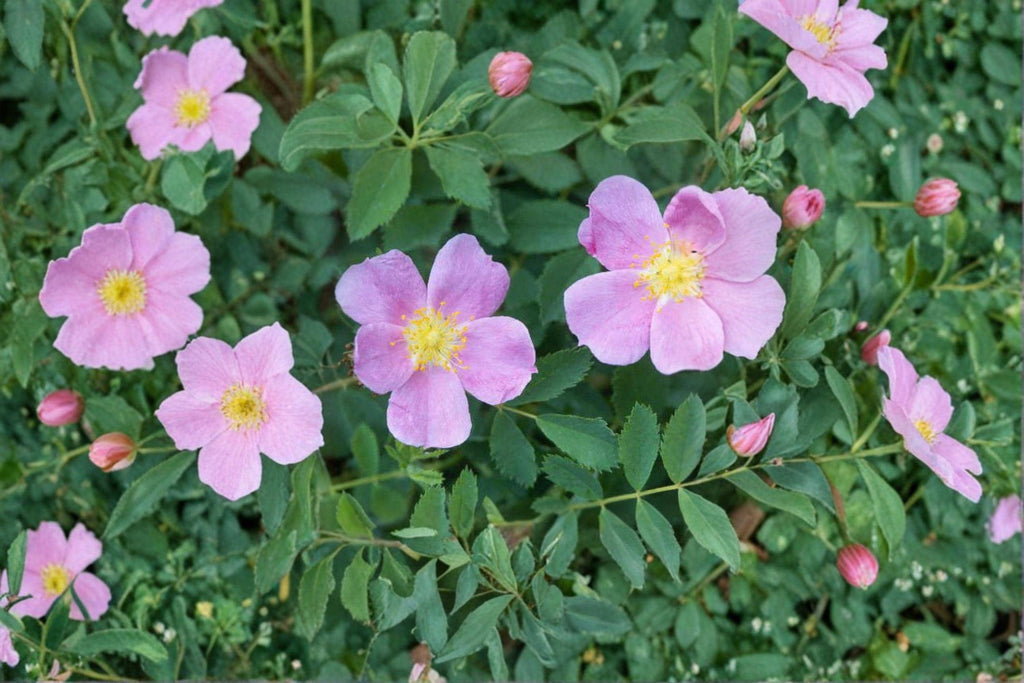 Common Wild Rose Seeds – Rosa woodsii | 25 Seeds | Native Mountain & Prairie Flower