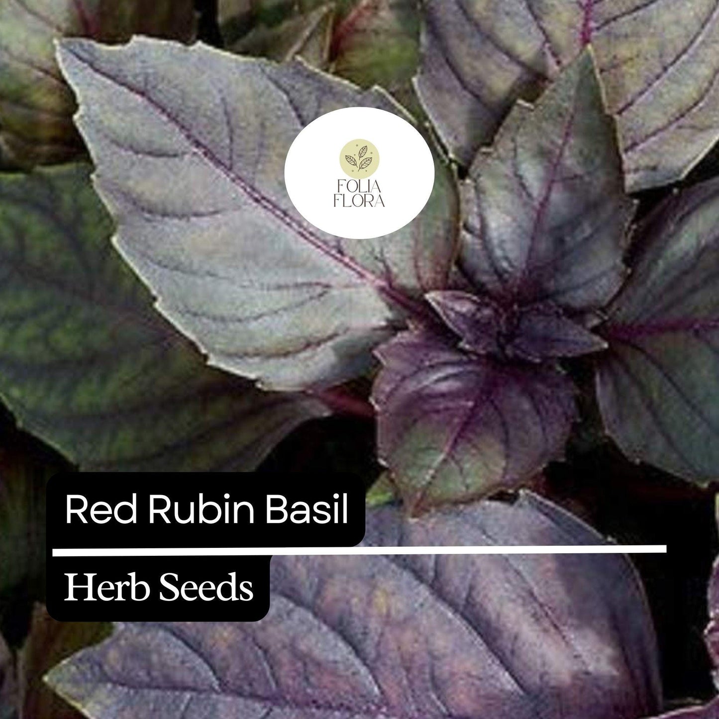 200 Red Rubin Basil Seeds – Heirloom, Deep Purple Leaves, Aromatic & Flavorful, Non-GMO, Easy to Grow