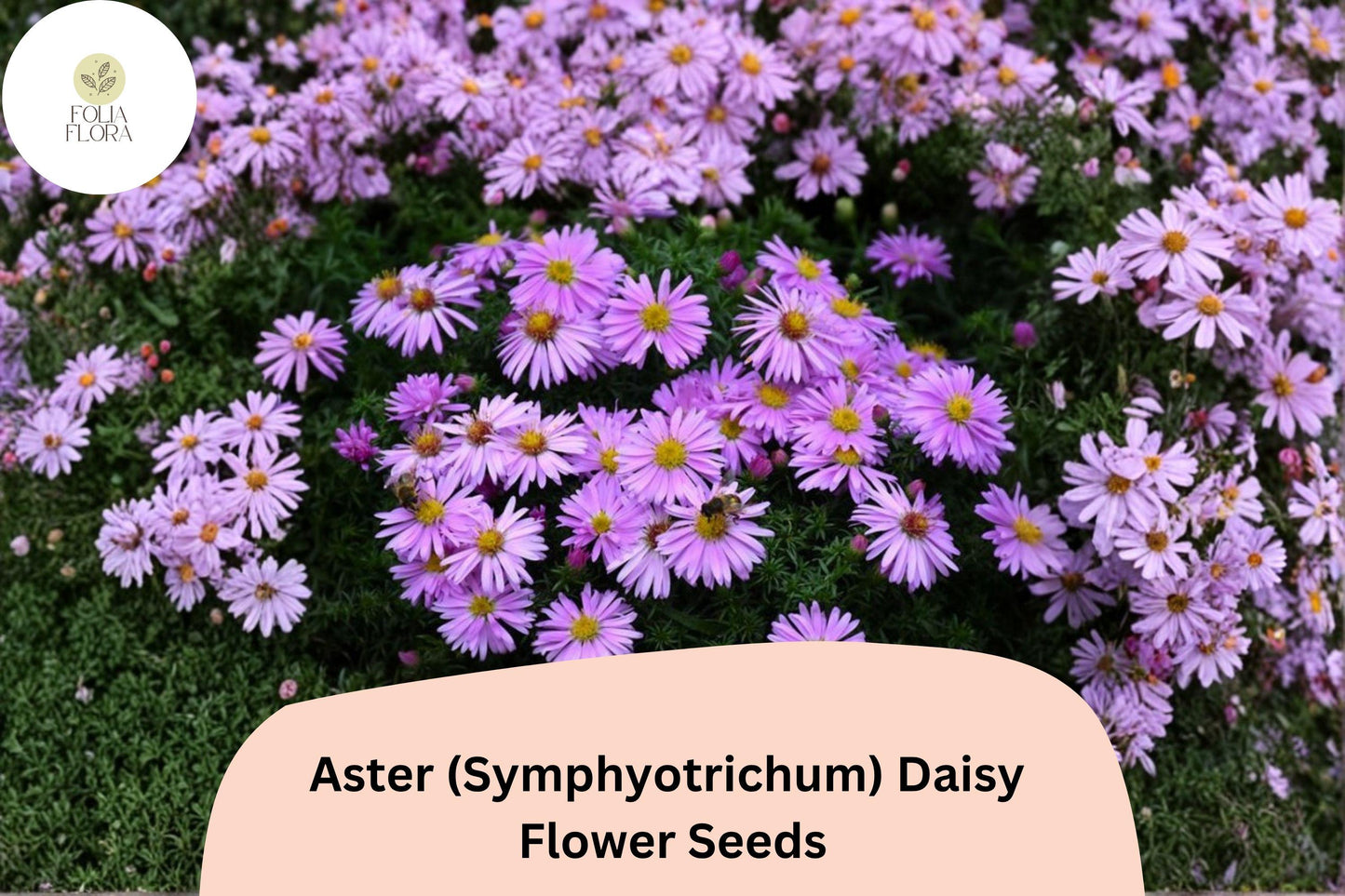 200+ Aster Daisy (Symphyotrichum novae-angliae) Seeds | Hardy Perennial Garden Flowers for Pollinators & Borders