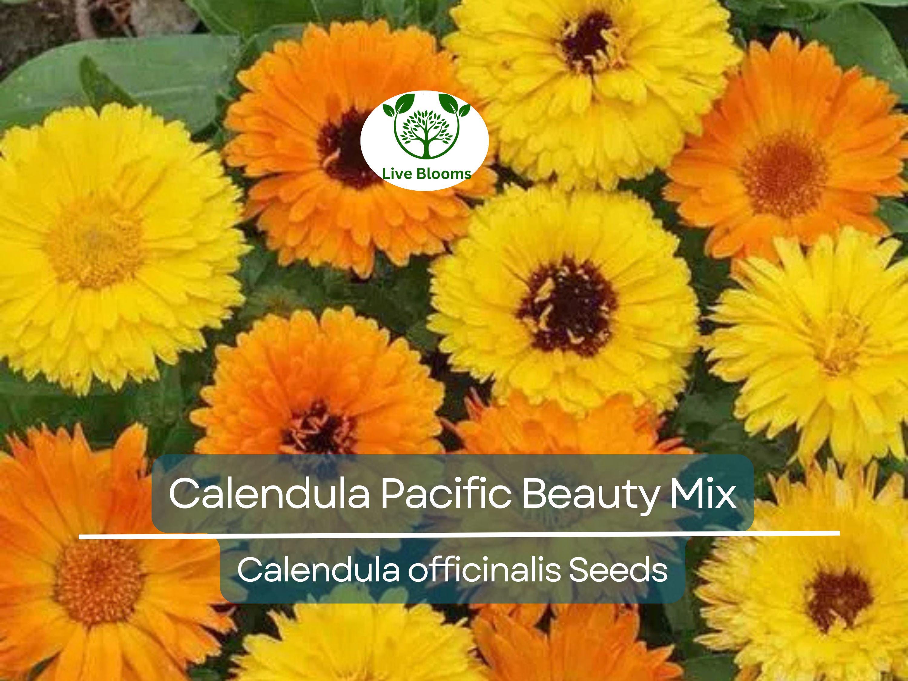 100 Seeds Calendula PACIFIC BEAUTY Mix, Pot Marigold Heirloom, Edible Flowers, Non-GMO, Vibrant Blooms for Garden, Culinary Uses
