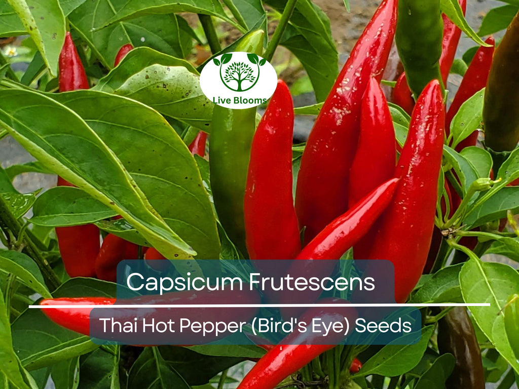 30 Seeds Thai Capsicum Frutescens Hot Pepper (Bird's Eye) – Small, Super Spicy Thai Chili Pepper for Planting, Ideal for Stir-Fries & Sauces