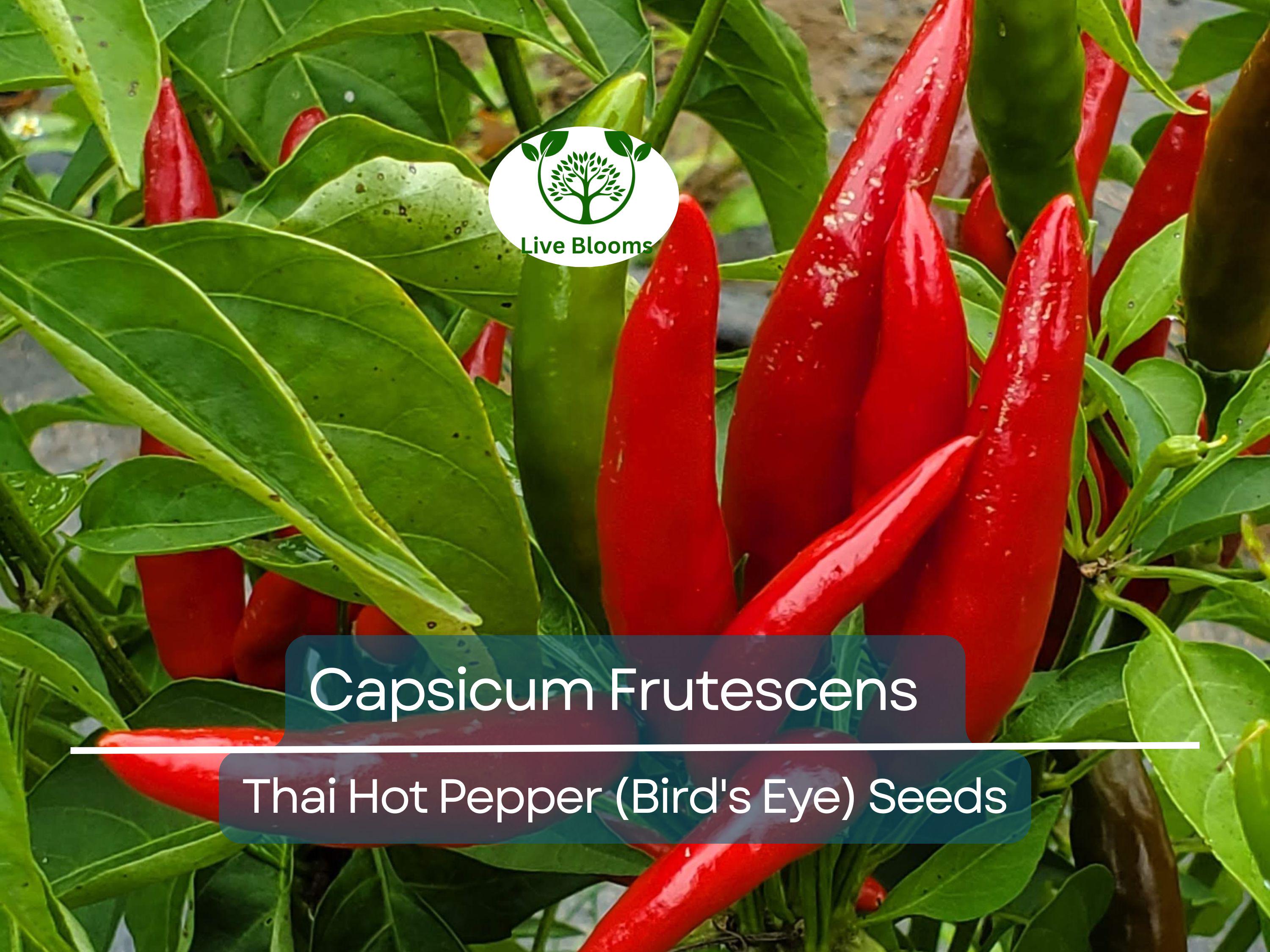 30 Seeds Thai Capsicum Frutescens Hot Pepper (Bird's Eye) – Small, Super Spicy Thai Chili Pepper for Planting, Ideal for Stir-Fries & Sauces