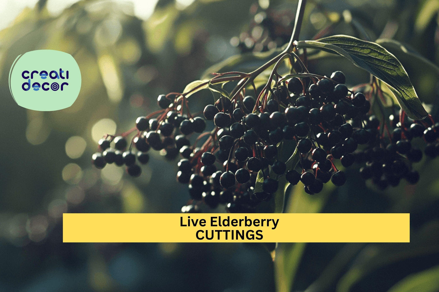 2 Elderberry Cuttings | Healthy Live Wood | Ready to Root | Fruiting Shrub for Garden or Hedge | All-Natural Fertilized Start