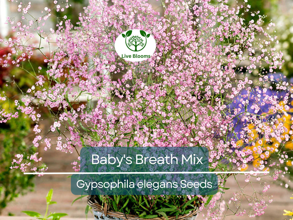 1000 Seeds Baby's Breath MIXED COLORS, Non-GMO Heirloom, Hummingbird Pollinators, Delicate White & Pink Blooms, Perfect for Gardens