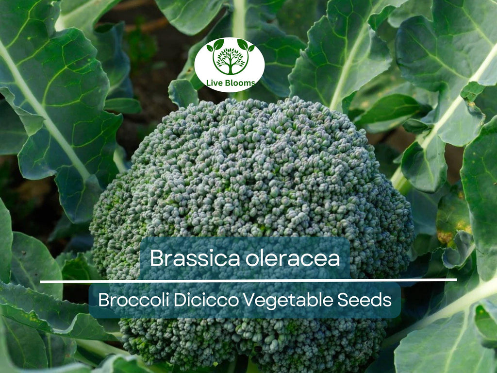 300 Seeds Broccoli Dicicco - Brassica oleracea | Heirloom Broccoli Seeds for Planting, Gardening & Nutritious Harvests