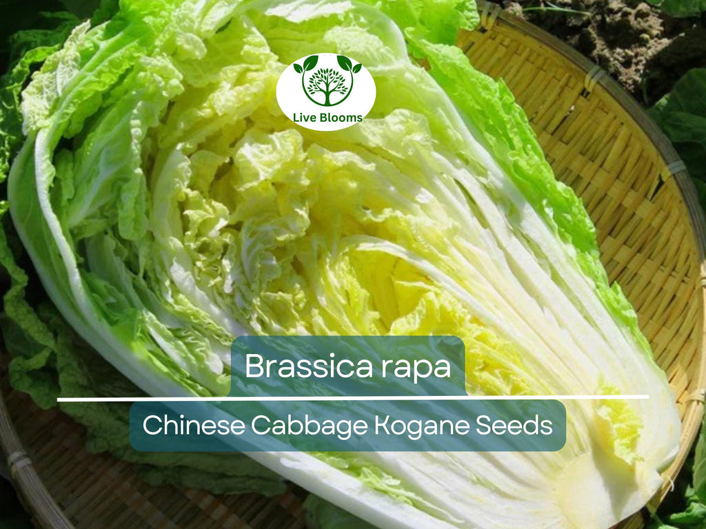 150 Seeds Chinese Cabbage Kogane - Brassica rapa | Heirloom Asian Cabbage for Planting, Gardening & Crisp Fresh Harvests