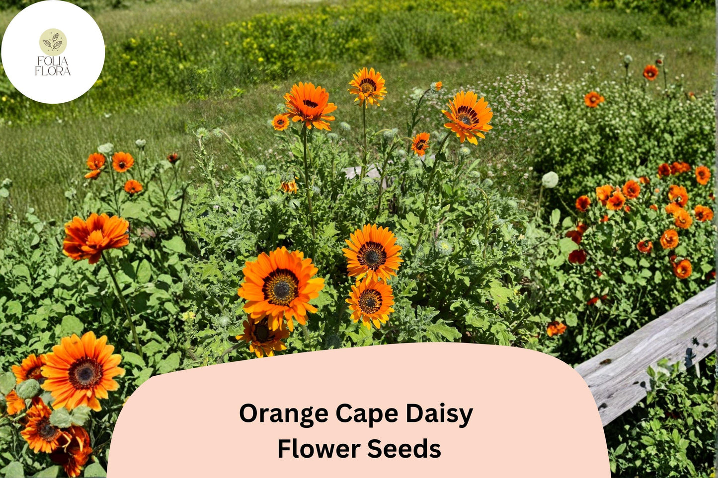 200+ Orange Cape Daisy Seeds | Osteospermum ecklonis | Bright Orange Blooms | Easy-Grow Garden Flower