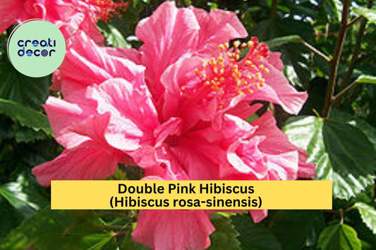 Double Pink Hibiscus Live Plant – Hibiscus rosa-sinensis – Tropical Flowering Shrub with Large Ruffled Blooms in Pot