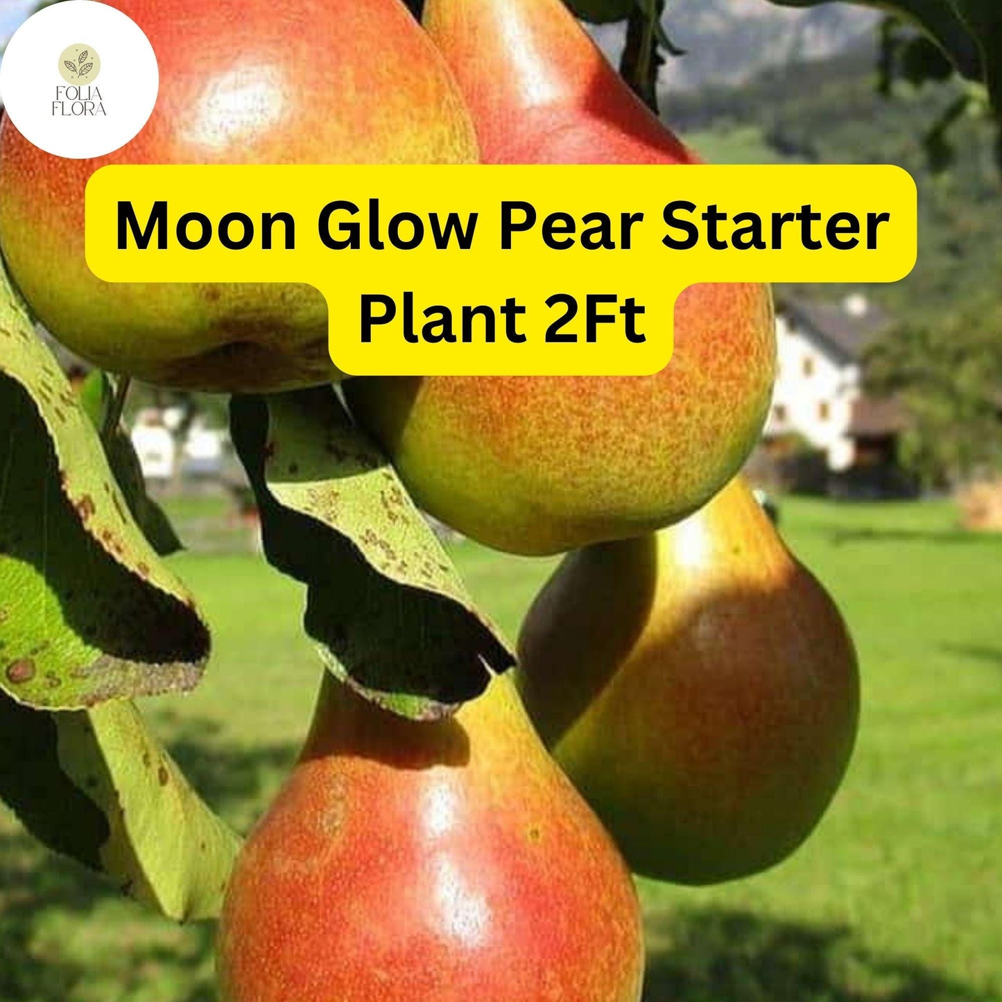 1 Moon Glow Pear Tree (Pyrus communis) - 2ft Tall Live Fruit Tree Ready to Plant