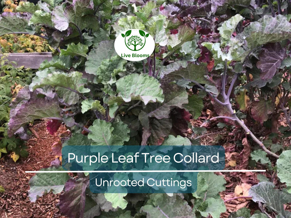 1 Purple Leaf Tree Collard Unrooted Cutting 6-8" | Brassica oleracea, Edible Plant, Healthy Stalk with 4 Leaf Nodes