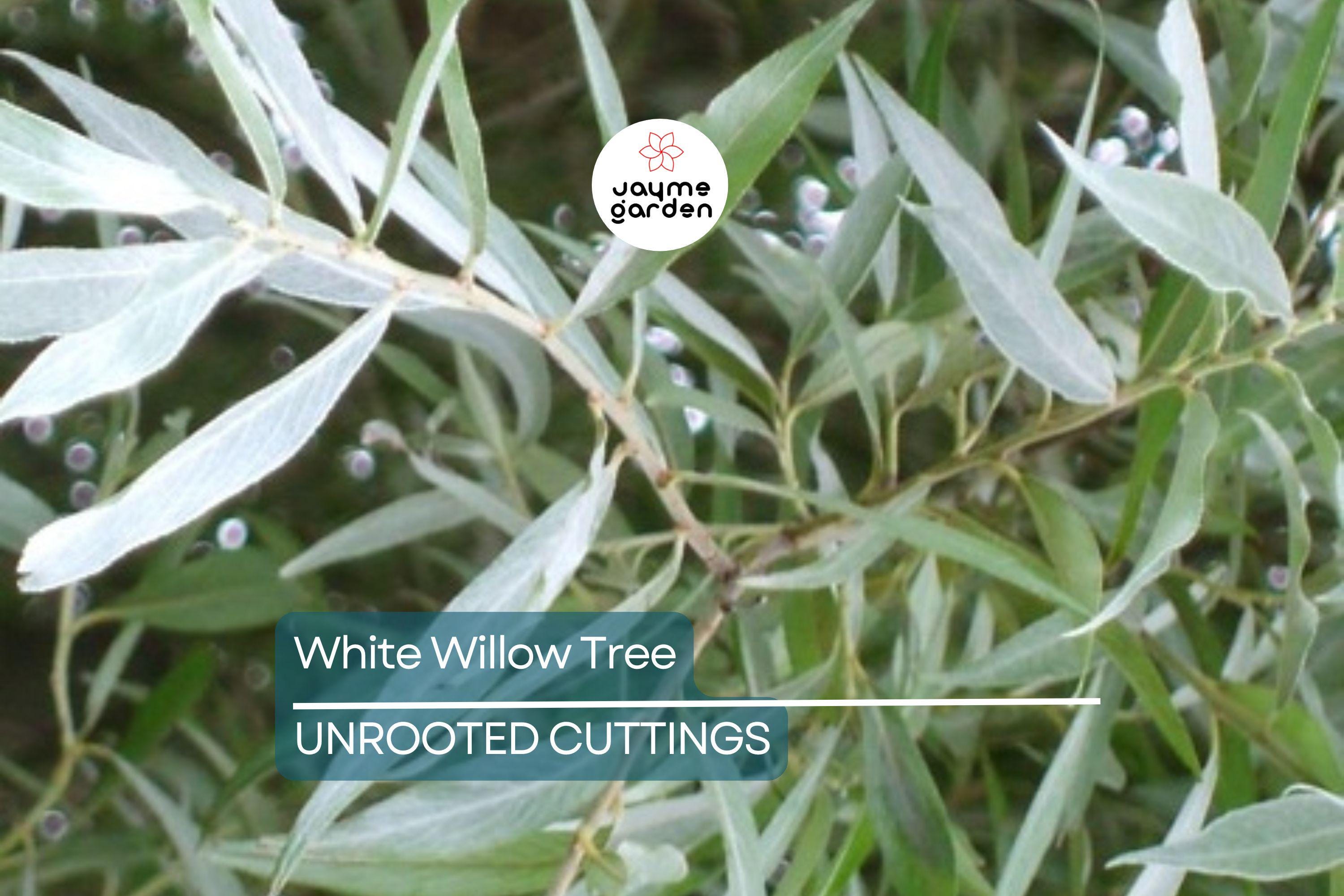 White Willow Tree Cutting | Silver Leaves Shimmer in Sunlight | Fast-Growing, Hardy Zones 3-10