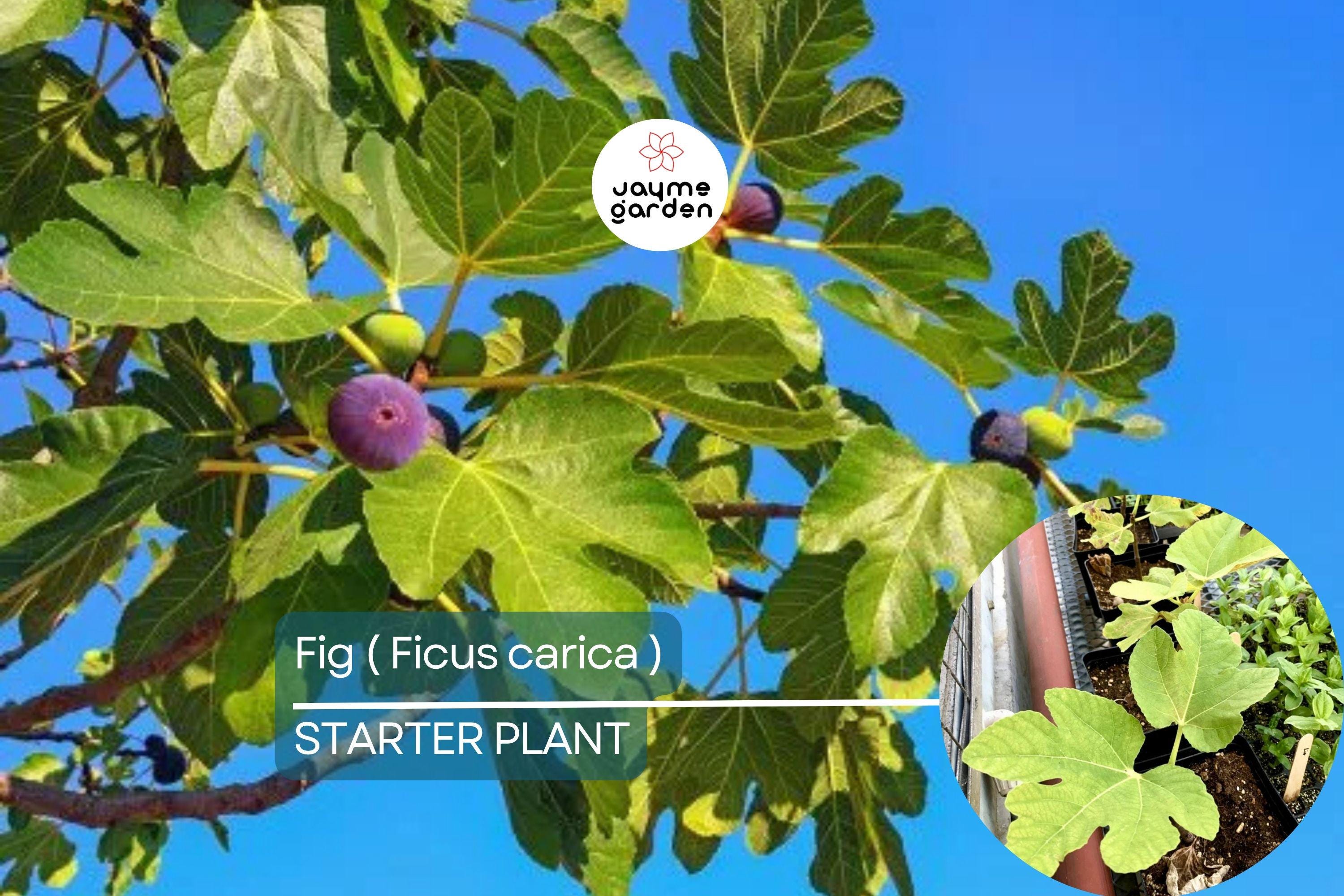 1 Ficus Fig Tree Starter Plant (Ficus carica) Live Tropical Fruit Tree | Sweet & Nutritious Figs | Perfect for Gardens and Patios