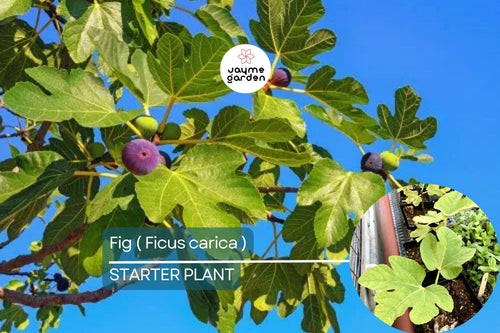 1 Ficus Fig Tree Starter Plant (Ficus carica) Live Tropical Fruit Tree | Sweet & Nutritious Figs | Perfect for Gardens and Patios