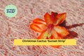 Christmas Cactus ‘Sunset Strip’ Starter Plant – Schlumbergera truncata, Live Holiday Cactus with Orange-Gold Blooms, Easy Indoor Houseplant