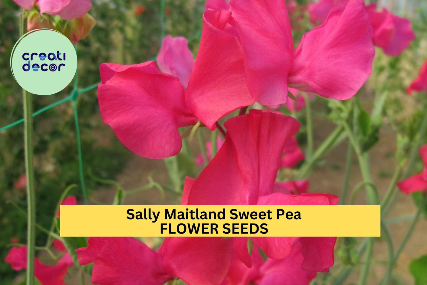 50+ Sally Maitland Sweet Pea Seeds – Soft Blush-Pink Fragrant Blooms for Garden Planting, Climbing Vines for Trellises – USA