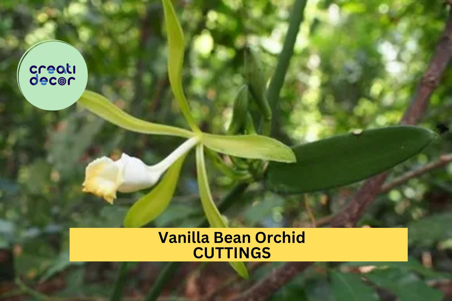 1 Vanilla Bean Orchid Cutting 12” | Unrooted Vanilla Planifolia Starter Vine | Grow Your Own Vanilla Plant at Home | USA Grown