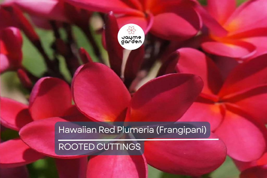 Hawaiian Red Plumeria (Frangipani) 8" Rooted Plant with Leaves - Mavina | Fragrant Tropical Flower Starter