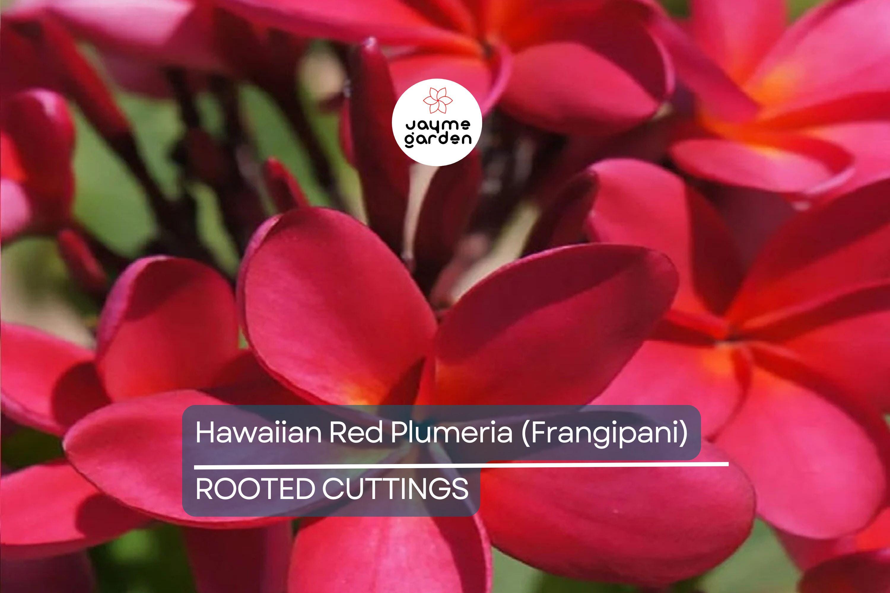 Hawaiian Red Plumeria (Frangipani) 8" Rooted Plant with Leaves - Mavina | Fragrant Tropical Flower Starter