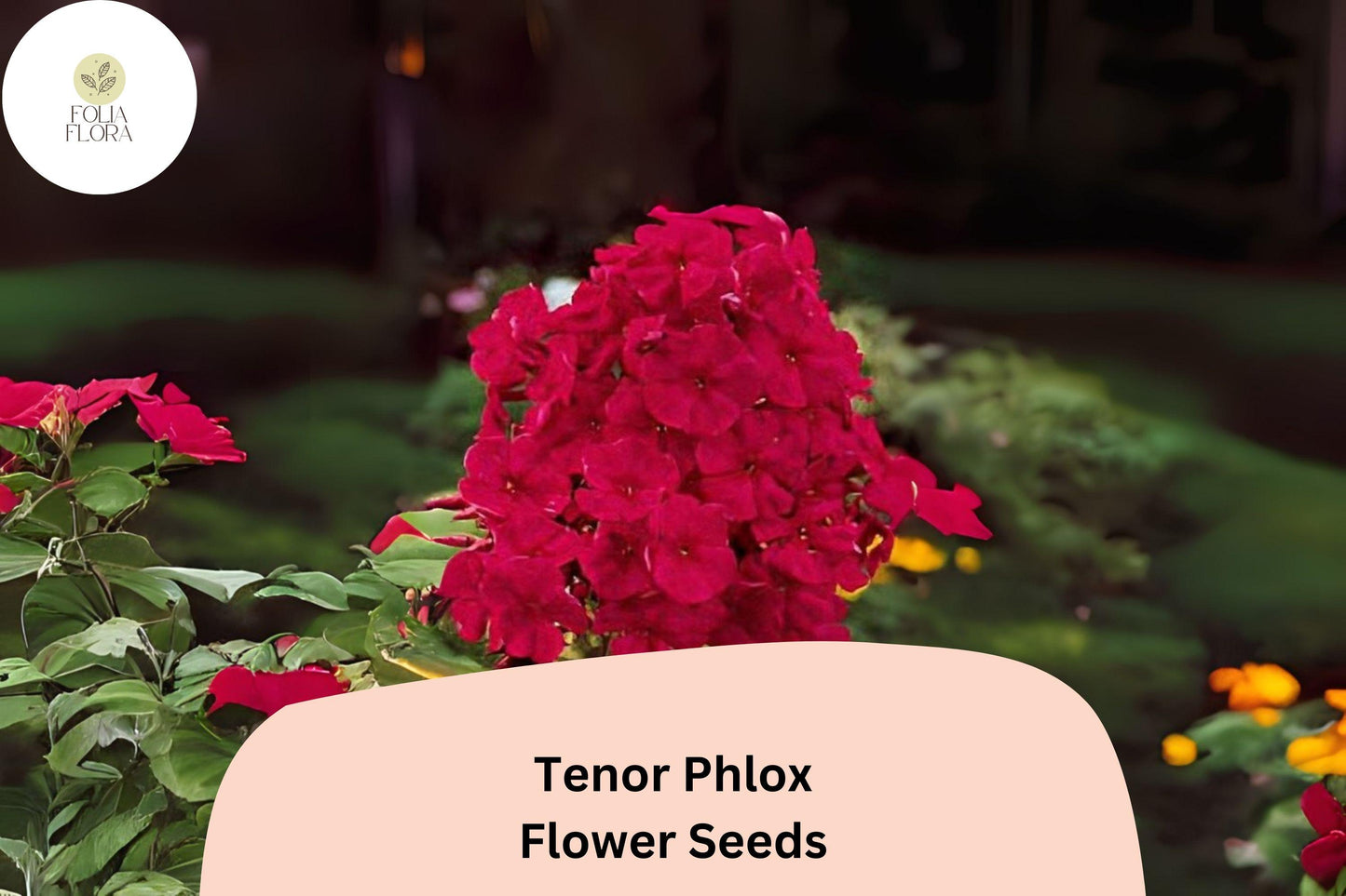 100+ Tenor Phlox Seeds – Bright Red Summer Garden Flowers, Phlox paniculata