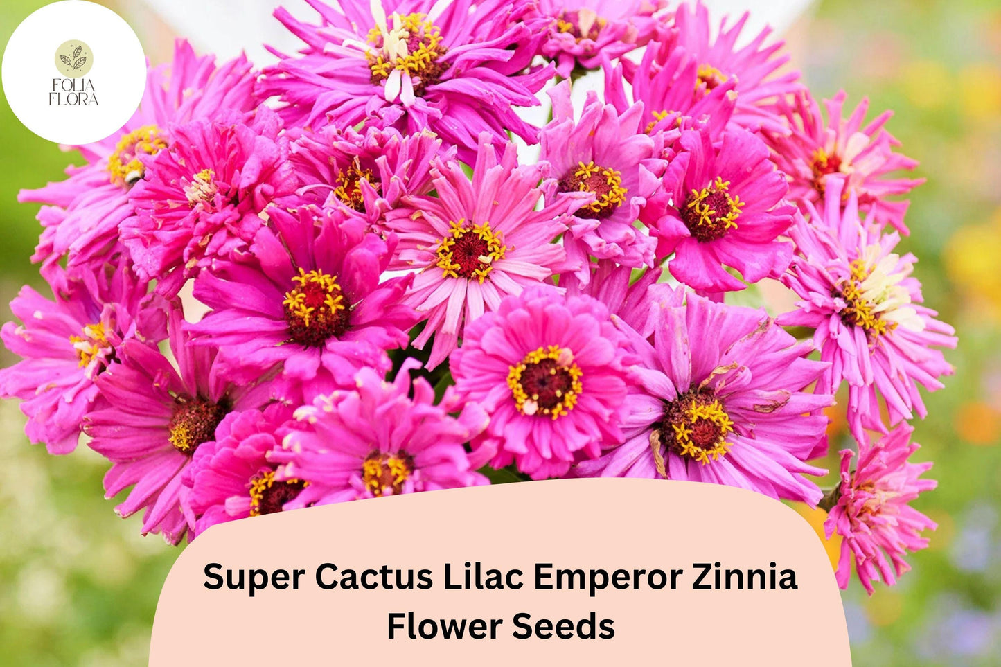 100+ Super Cactus Lilac Emperor Zinnia Seeds – Large Non-GMO Annual Flowers for Garden Planting & Cut Bouquets