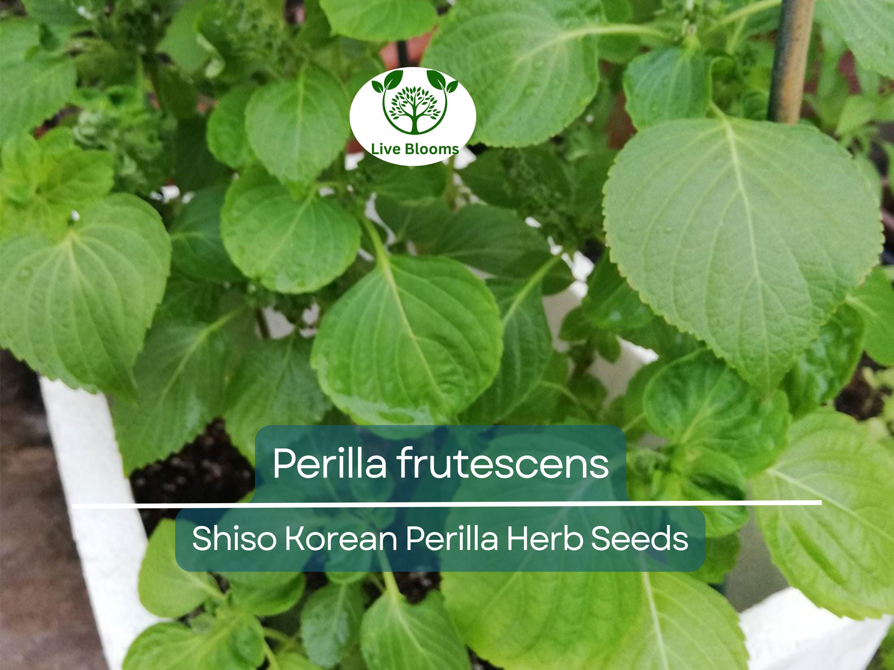 400 Seeds Perilla (Shiso), Korean Perilla Herb for Planting – Aromatic, Versatile Asian Herb for Sushi, Garnishes, Stir-Fries & More