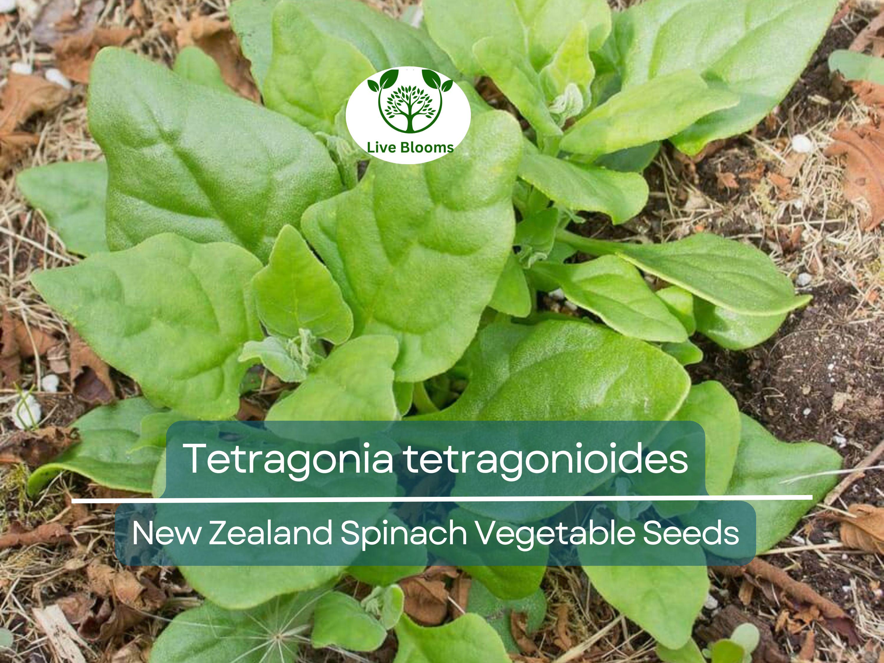 1 Gram Seeds Spinach New Zealand – Tetragonia tetragonioides | Heirloom Vegetable Seeds for Planting & Gardening