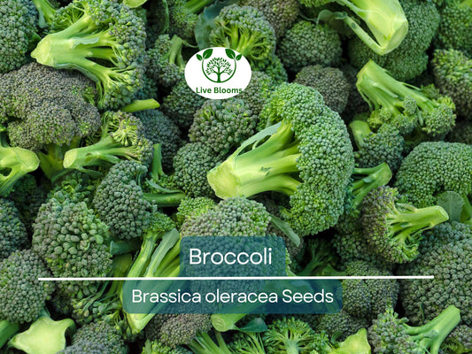 2000 Bulk Broccoli Seeds - Microgreens, Sprouting, or Planting (Brassica oleracea) - Fresh & Nutritious Vegetable Seeds for Healthy Growth