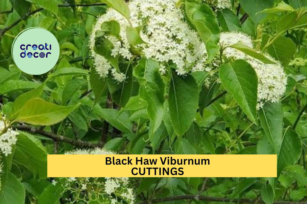 1 Blackhaw Viburnum Cutting – Viburnum prunifolium | Native Shrub Cutting for Planting | Hardy Flowering Shrub for Landscape or Garden