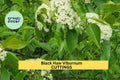 1 Blackhaw Viburnum Cutting – Viburnum prunifolium | Native Shrub Cutting for Planting | Hardy Flowering Shrub for Landscape or Garden
