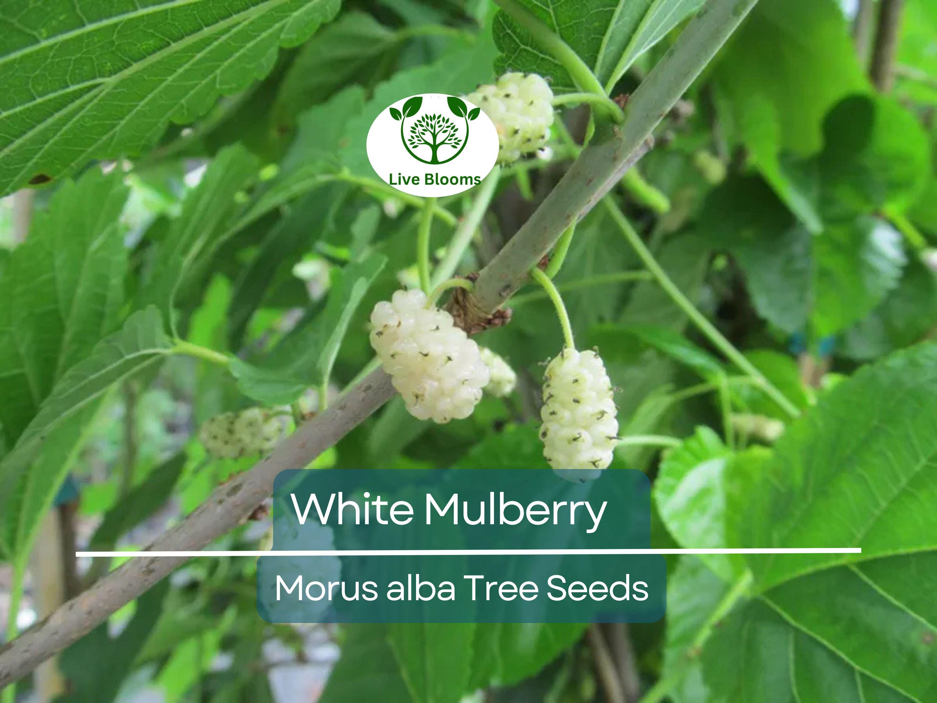 50 White Mulberry Tree Seeds (Morus alba) - Sweet Edible Fruit, Grow Your Own Mulberry Tree, for Gardens, Healthy Snack, Fast Growing