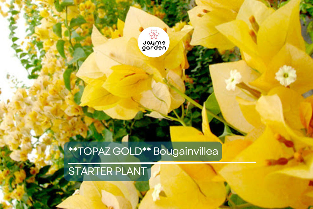 Topaz Gold Bougainvillea Starter Plant | Rare Well-Rooted Plug | Live Evergreen Plant | Bright Yellow Blooms | USDA Zones 9+