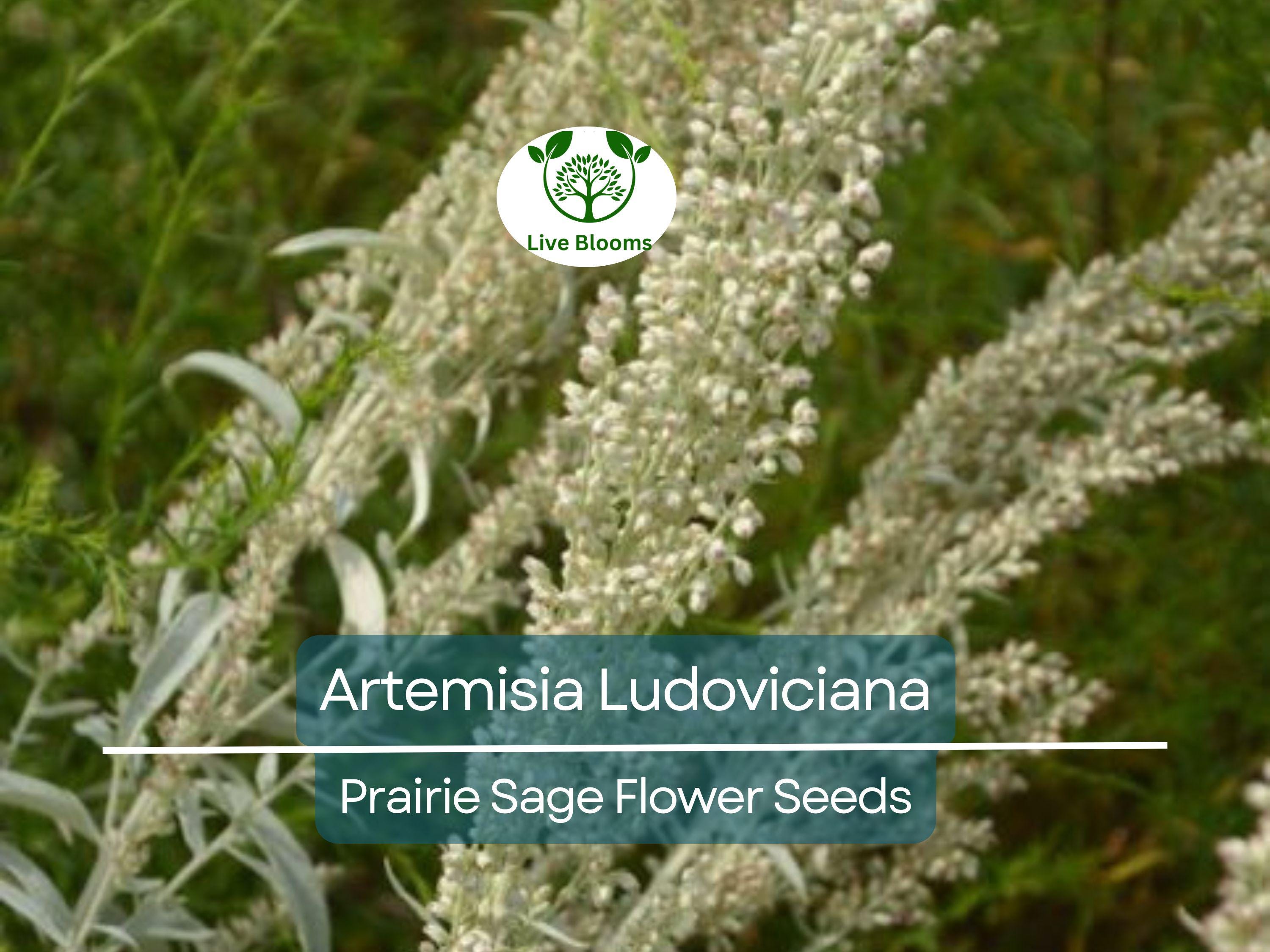 30 mg Seeds Artemisia Ludoviciana (Prairie Sage) for Planting - Herb, Drought-Tolerant, Fragrant Perennial, Native Plant for Garden
