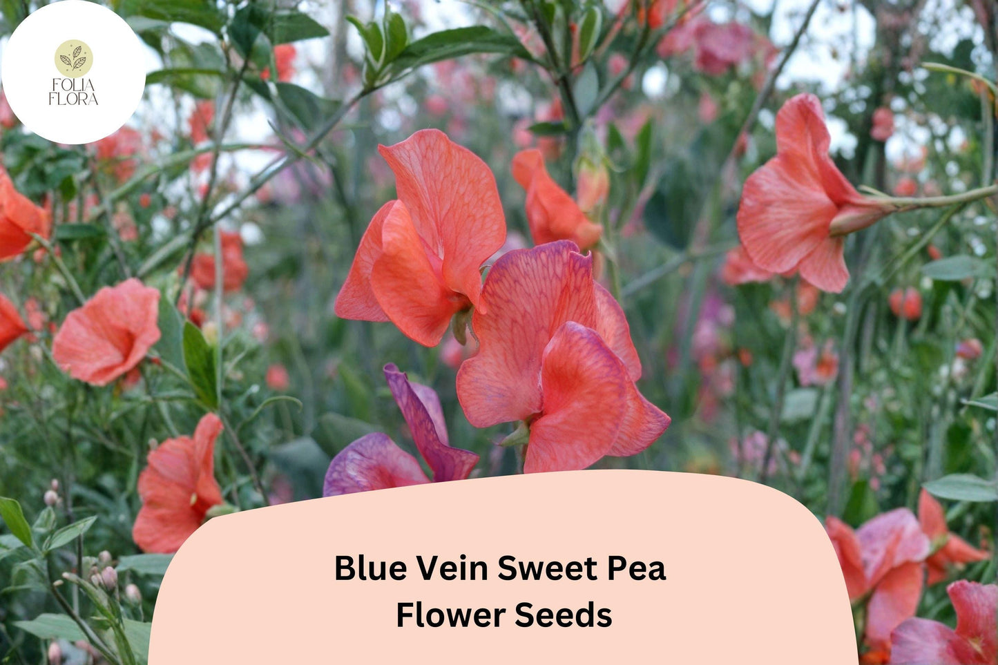 Blue Vein Sweet Pea Seeds 50+ | Lathyrus odoratus Climbing Fragrant Orange Garden Flower
