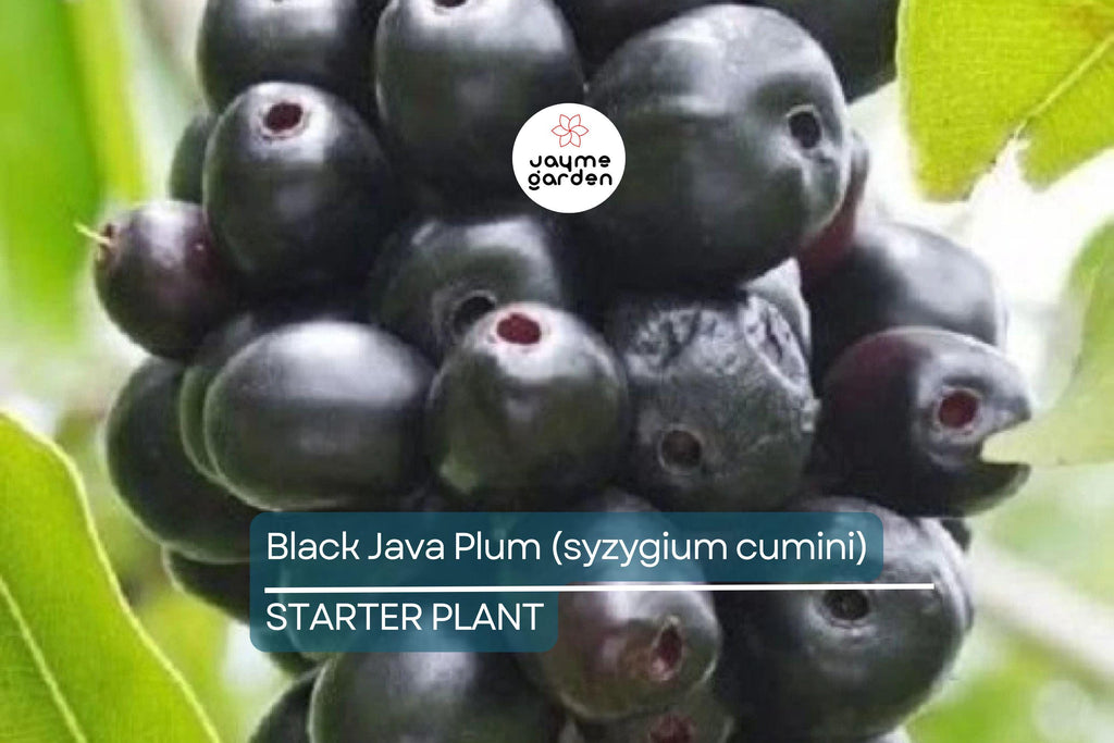Black Java Plum (Syzygium cumini) – 12” Live Fruit Tree, Indian Jamun Plant